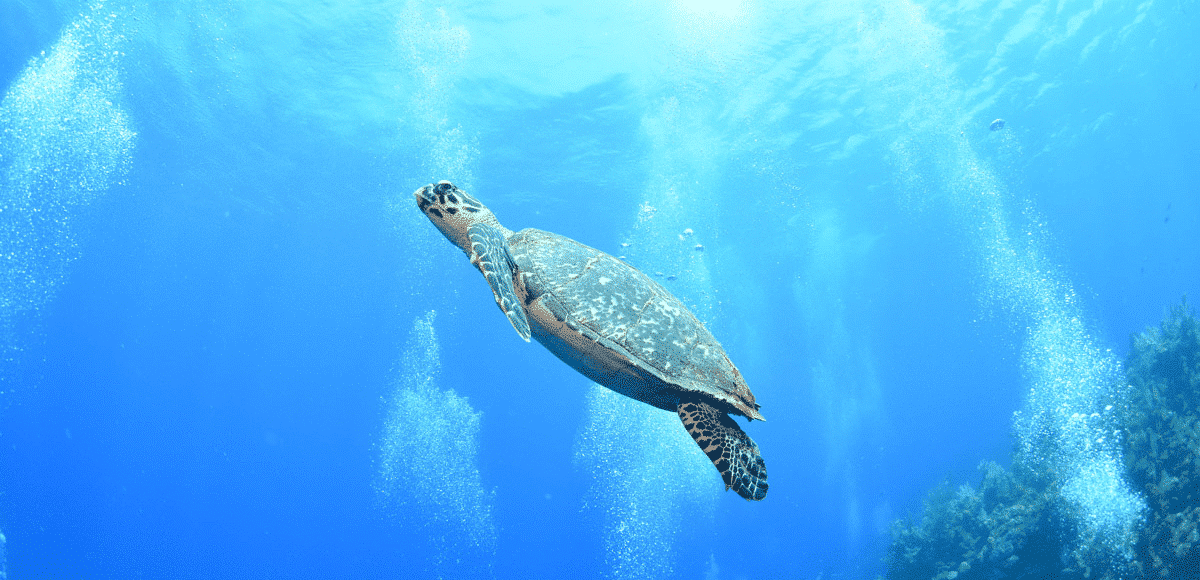 Sea Turtle in Roatan